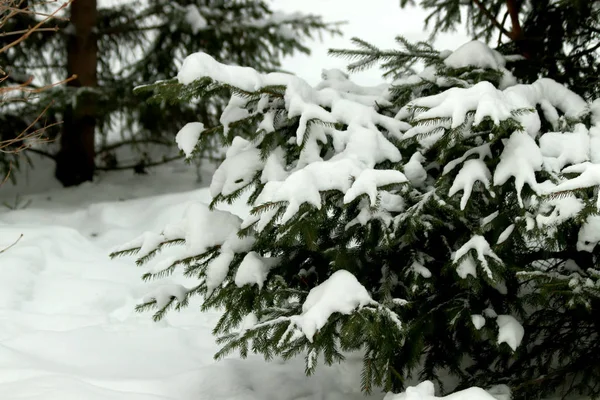 Зимнем Парке Январские Снежные Бури Покрыли Деревья Кусты Тропинки Фонтаны — стоковое фото