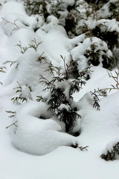 Winterpark Bedeckten Schneestürme Januar Bäume Büsche Wege Brunnen Und Dächer — Stockfoto