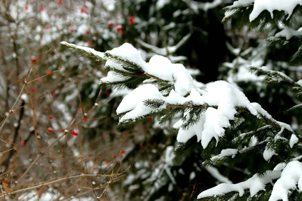 Kışın Ocak Ayında Kar Fırtınaları Ağaçları Çalıları Yolları Çeşmeleri Bol — Stok fotoğraf