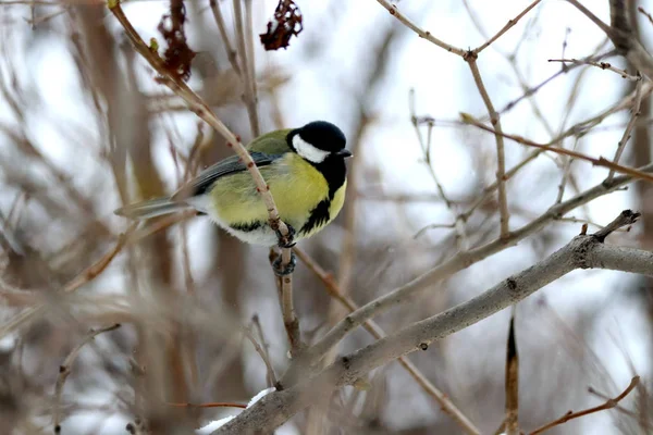 Dans Ville Dans Les Parcs Les Places Beaucoup Oiseaux Différents — Photo