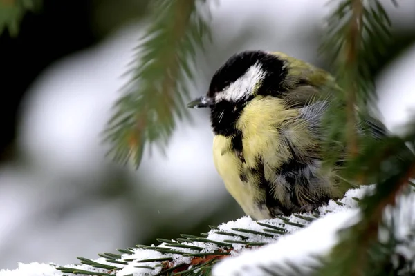 City Parks Squares Many Different Birds Fed People Mainly Sparrows — Stock Photo, Image