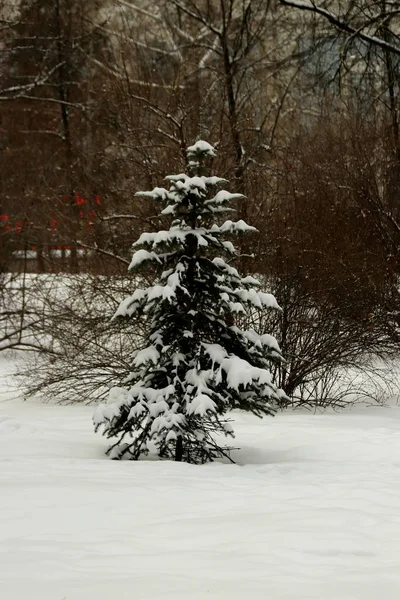 Zimowym Parku Styczniowe Burze Śnieżne Pokrywały Drzewa Krzewy Ścieżki Fontanny — Zdjęcie stockowe