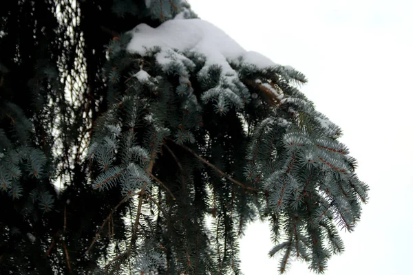 Kışın Ocak Ayında Kar Fırtınaları Ağaçları Çalıları Yolları Çeşmeleri Bol — Stok fotoğraf
