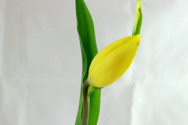 Şenlikli buket ve beyaz ve pembe güllerden çiçekler, sarı laleler, ultradeniz irisleri, küçük dekoratif çiçekler ve parlak yeşil yapraklar.