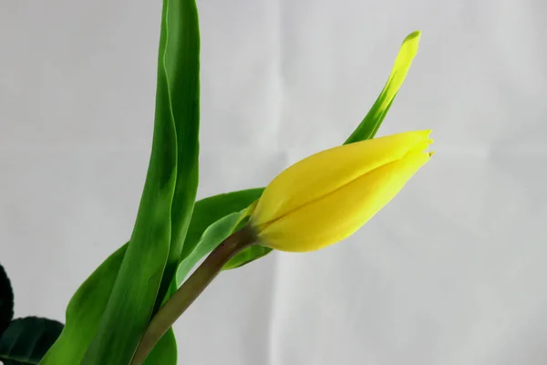 Feestelijk Boeket Set Bloemen Van Witte Roze Rozen Gele Tulpen — Stockfoto