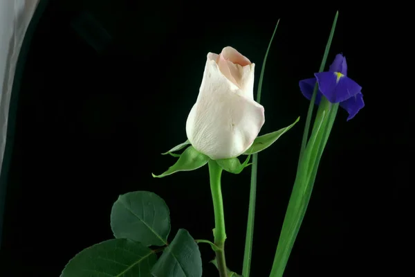 Festlig Bukett Och Uppsättning Blommor Frã Vita Och Rosa Rosor — Stockfoto
