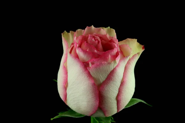 Festlig Bukett Och Uppsättning Blommor Frã Vita Och Rosa Rosor — Stockfoto