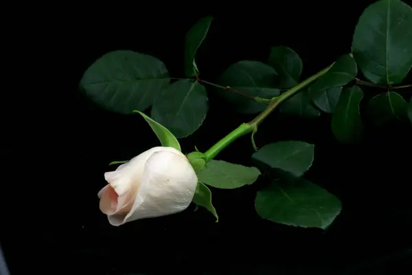 Festlig Bukett Och Uppsättning Blommor Frã Vita Och Rosa Rosor — Stockfoto