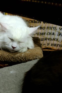 Hayvanat bahçelerinde ve kuşlarda aslanlar, timsahlar, kurtlar, kediler, vaşaklar, atlar, otçul kemirgenler, kartallar, baykuşlar, akvaryumdaki balıklar vardır.