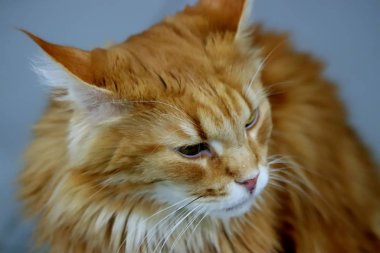 Hayvanat bahçelerinde ve kuşlarda aslanlar, timsahlar, kurtlar, kediler, vaşaklar, atlar, otçul kemirgenler, kartallar, baykuşlar, akvaryumdaki balıklar vardır.