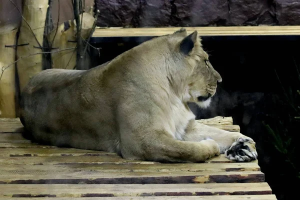 Zoológicos Hogares Para Animales Aves Encuentran Leones Cocodrilos Lobos Gatos — Foto de Stock