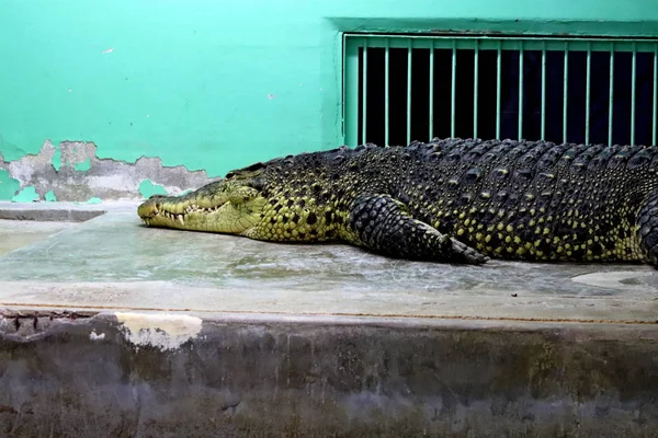 Dans Les Zoos Les Maisons Pour Les Animaux Les Oiseaux — Photo