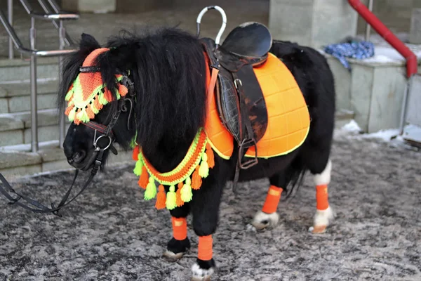 Hayvanat bahçelerinde ve kuşlarda aslanlar, timsahlar, kurtlar, kediler, vaşaklar, atlar, otçul kemirgenler, kartallar, baykuşlar, akvaryumdaki balıklar vardır.