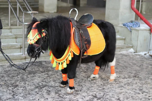 Hayvanat bahçelerinde ve kuşlarda aslanlar, timsahlar, kurtlar, kediler, vaşaklar, atlar, otçul kemirgenler, kartallar, baykuşlar, akvaryumdaki balıklar vardır.