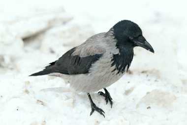 Kış parkında bir sürü insan ve kuş vardır ağaçlarda ve çalılıklarda güvercinler, kargalar, mavi memeler, serçeler, kar ve su üzerinde ördekler