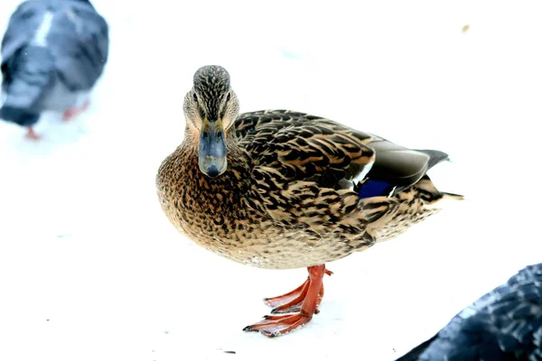 Hiver Parc Beaucoup Gens Oiseaux Sur Les Arbres Les Buissons — Photo