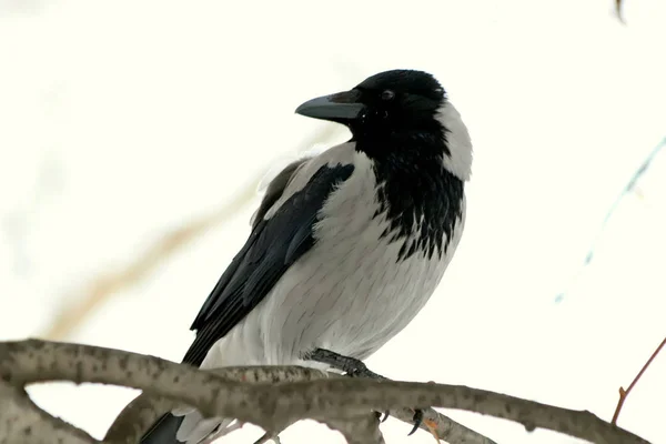 Parque Invierno Hay Montón Gente Aves Los Árboles Arbustos Palomas — Foto de Stock