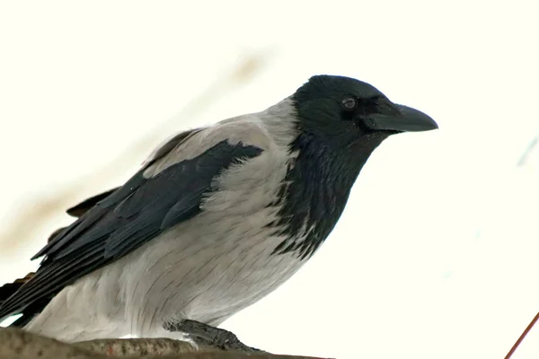 Zimním Parku Spousta Lidí Ptáků Stromech Keřích Holubi Vrány Modré — Stock fotografie