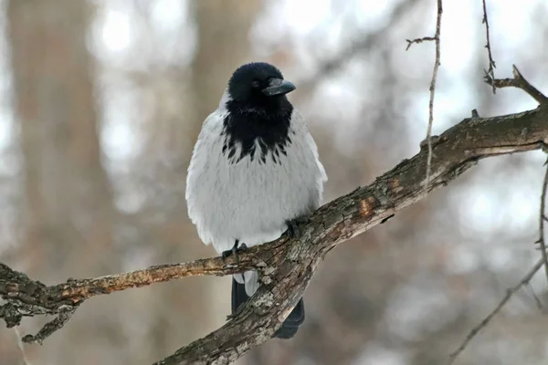 Inverno Parque Monte Pessoas Pássaros Árvores Arbustos Pombos Corvos Seios — Fotografia de Stock