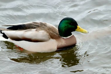Kış parkında bir sürü insan ve kuş vardır ağaçlarda ve çalılıklarda güvercinler, kargalar, mavi memeler, serçeler, kar ve su üzerinde ördekler