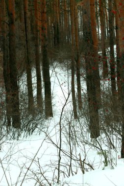 Ormanda Park 'ta çam ağacında ve huş ormanında kayaların ve taşların yanında ve gölün kıyısında insanlar çocuklarla ve köpeklerle rahatlar ve bir buz deliğinde banyo yaparlar.