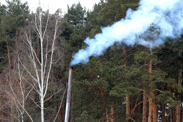 Ormanda Park 'ta çam ağacında ve huş ormanında kayaların ve taşların yanında ve gölün kıyısında insanlar çocuklarla ve köpeklerle rahatlar ve bir buz deliğinde banyo yaparlar.