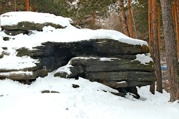 Bosque Parque Bosque Pinos Abedules Cerca Las Rocas Piedras Orilla — Foto de Stock