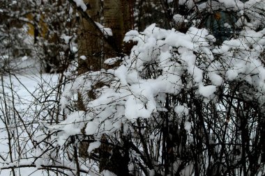 Kışın Park 'ta çam ağaçları, köknar ağaçları, huş ağaçları ve çalıların yanı sıra güvercinler, memeler, saksağanlar, serçeler, karlarda ve ağaçlarda kargalar vardır.