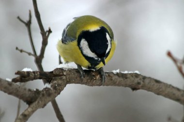 Kışın Park 'ta çam ağaçları, köknar ağaçları, huş ağaçları ve çalıların yanı sıra güvercinler, memeler, saksağanlar, serçeler, karlarda ve ağaçlarda kargalar vardır.