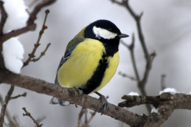 Kışın Park 'ta çam ağaçları, köknar ağaçları, huş ağaçları ve çalıların yanı sıra güvercinler, memeler, saksağanlar, serçeler, karlarda ve ağaçlarda kargalar vardır.