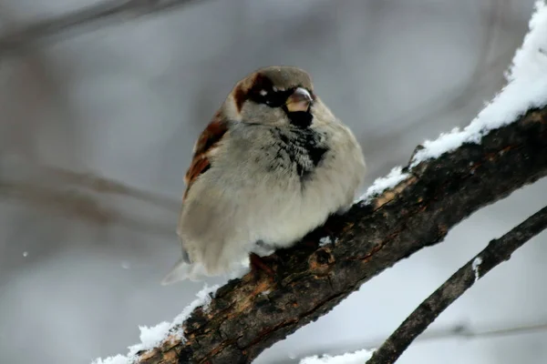 Kışın Park Çam Ağaçları Köknar Ağaçları Huş Ağaçları Çalıların Yanı — Stok fotoğraf