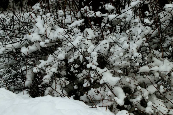 Kışın Park Çam Ağaçları Köknar Ağaçları Huş Ağaçları Çalıların Yanı — Stok fotoğraf
