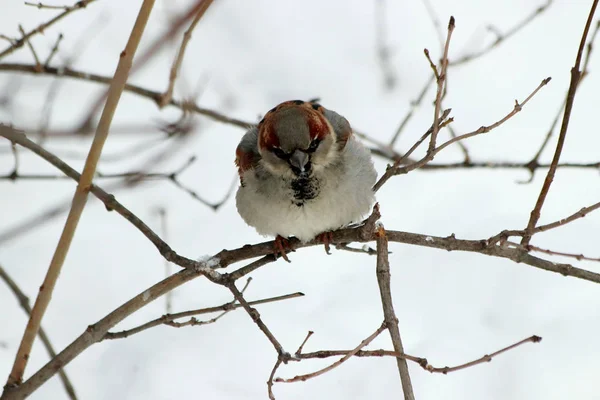 冬の公園には多くの松 モミの木 白樺や茂みだけでなく おっぱい カササギ 雪の中のカラスや木の上にあります — ストック写真