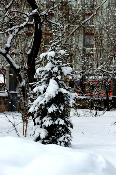 Dans Parc Hiver Beaucoup Pins Sapins Bouleaux Buissons Ainsi Que — Photo