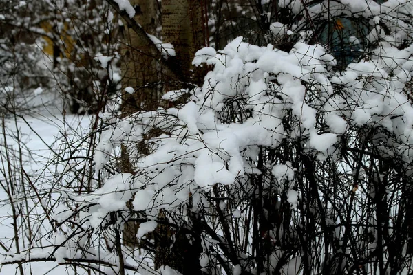 Zimowym Parku Znajduje Się Wiele Sosen Jodł Brzozy Krzewów Także — Zdjęcie stockowe