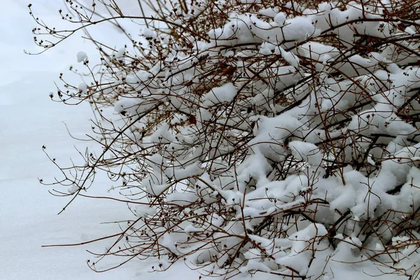 Kışın Park Çam Ağaçları Köknar Ağaçları Huş Ağaçları Çalıların Yanı — Stok fotoğraf