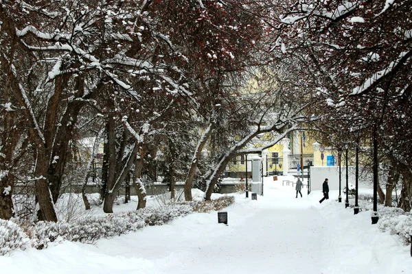 Parque Inverno Muitos Pinheiros Abetos Bétulas Arbustos Bem Como Pombos — Fotografia de Stock