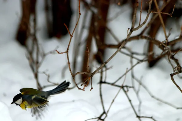 Winter Park Many Pines Fir Trees Birches Bushes Well Pigeons — 스톡 사진