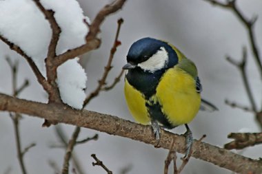 Kışın Park 'ta çam ağaçları, köknar ağaçları, huş ağaçları ve çalıların yanı sıra güvercinler, memeler, saksağanlar, serçeler, karlarda ve ağaçlarda kargalar vardır.