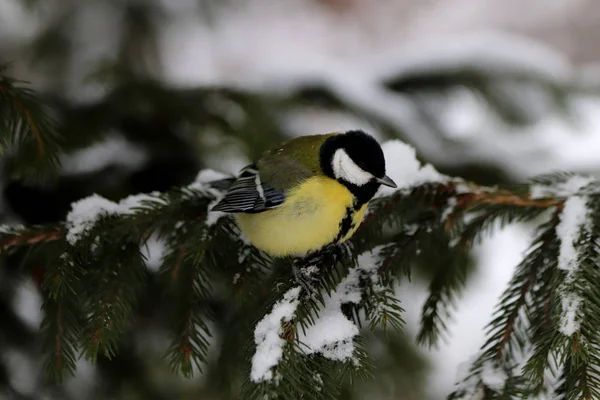 Dans Parc Hiver Beaucoup Pins Sapins Bouleaux Buissons Ainsi Que — Photo