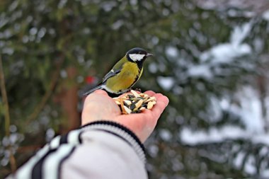 Kış parkında birçok çam, kozalak, huş ağacı ve çalıların yanı sıra güvercinler, memeler, saksağanlar, serçeler vardır.