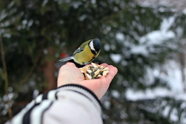 Kış parkında birçok çam, kozalak, huş ağacı ve çalıların yanı sıra güvercinler, memeler, saksağanlar, serçeler vardır.