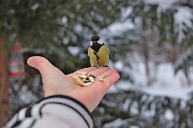 Kış parkında birçok çam, kozalak, huş ağacı ve çalıların yanı sıra güvercinler, memeler, saksağanlar, serçeler vardır.