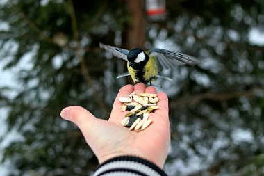 In the winter Park there are many pines, firs, birches and shrubs, as well as pigeons, Tits, magpies, sparrows, which people feed with their hands clipart