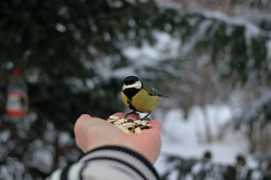 Kış parkında birçok çam, kozalak, huş ağacı ve çalıların yanı sıra güvercinler, memeler, saksağanlar, serçeler vardır.