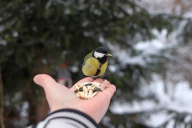 Kış parkında birçok çam, kozalak, huş ağacı ve çalıların yanı sıra güvercinler, memeler, saksağanlar, serçeler vardır.