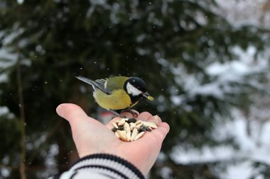 Kış parkında birçok çam, kozalak, huş ağacı ve çalıların yanı sıra güvercinler, memeler, saksağanlar, serçeler vardır.
