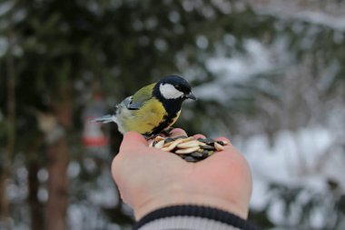 Kış parkında birçok çam, kozalak, huş ağacı ve çalıların yanı sıra güvercinler, memeler, saksağanlar, serçeler vardır.