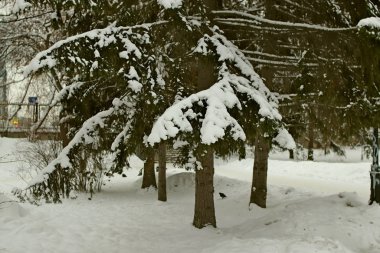 Kış parkında birçok çam, kozalak, huş ağacı ve çalıların yanı sıra güvercinler, memeler, saksağanlar, serçeler vardır.