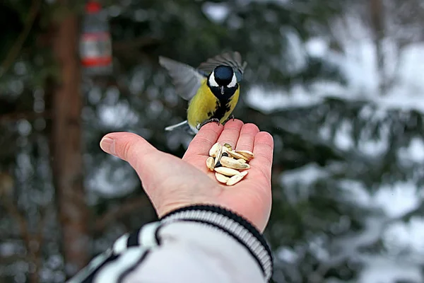 Winter Park Many Pines Firs Birches Shrubs Well Pigeons Tits — Stock Photo, Image